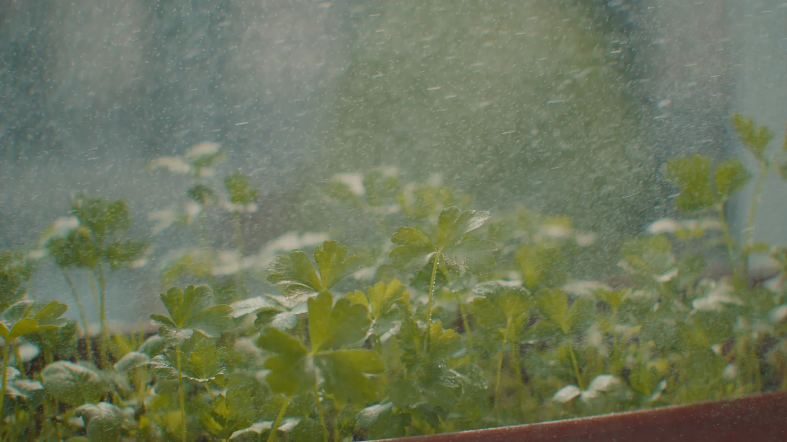 Patio Planting Guide cover image